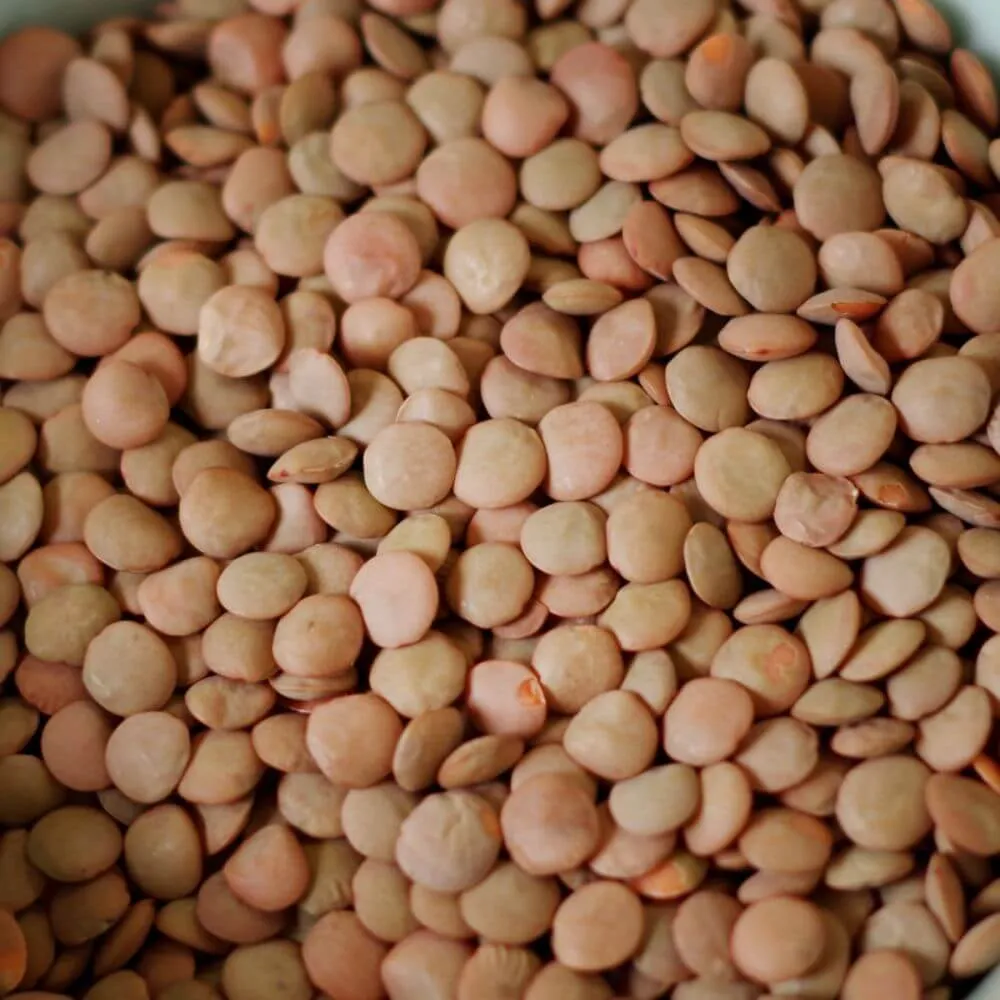 Rainy Day Foods Lentils 6 (Case of Six) #10 Cans - 174 Servings